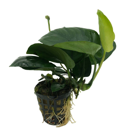 AnimalstoreXL Plantenpakket Easy Large