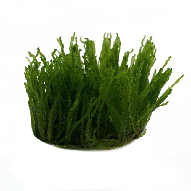 AnimalstoreXL Taxiphyllum sp. Flame in vitro bakje