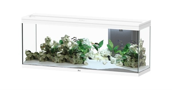 AnimalstoreXL Splendid 150 aquarium