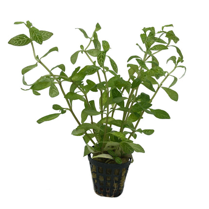 AnimalstoreXL Hygrophila Rosae Australis