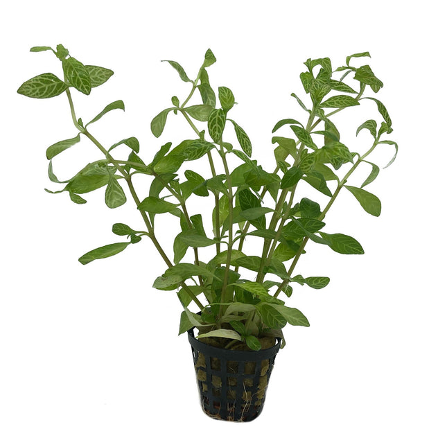 AnimalstoreXL Hygrophila Rosae Australis