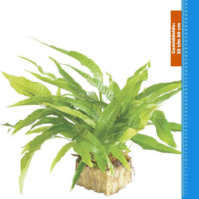 AnimalstoreXL Microsorium Pteropus - Extra Groot