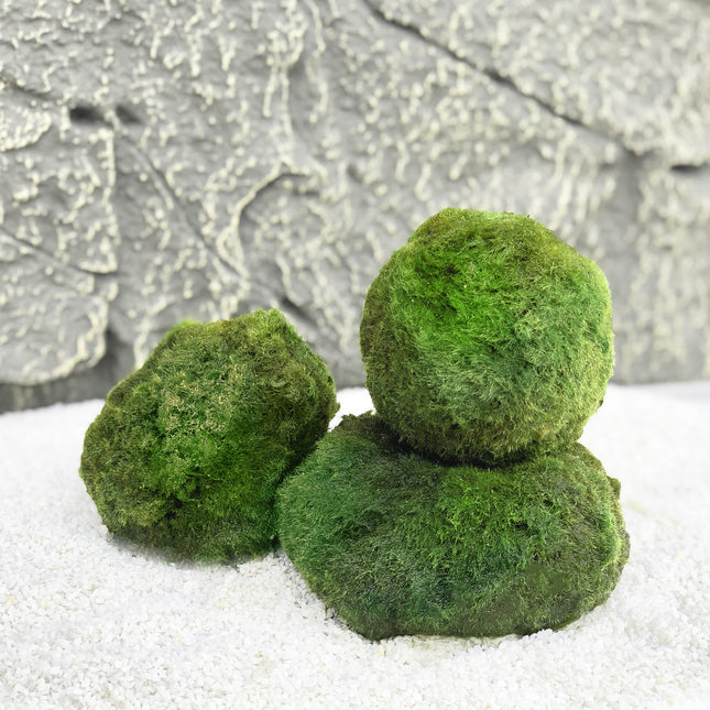 AnimalstoreXL Mosbol Chladoflora XXL 7-9cm 5x