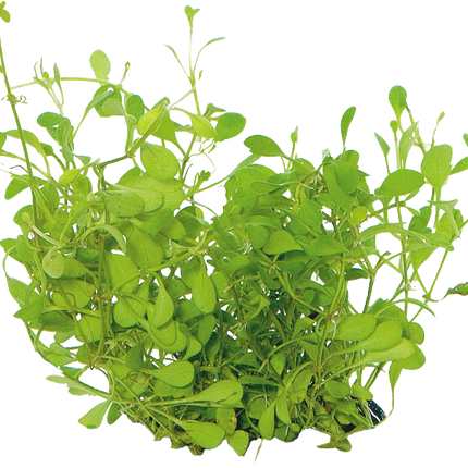 AnimalstoreXL Glossostigma Elatinoides in-vitro