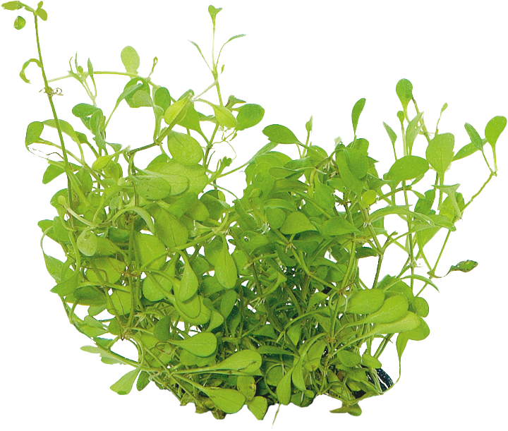 AnimalstoreXL Glossostigma Elatinoides in-vitro