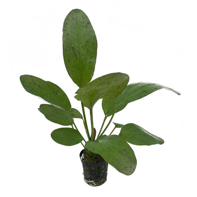 AnimalstoreXL Echinodorus Ozelot Rood