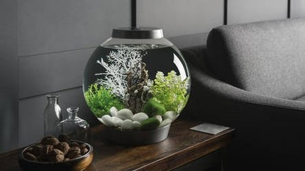 AnimalstoreXL Classic 60 MCR Zwart