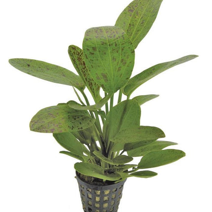 AnimalstoreXL Echinodorus Ozelot Groen - Extra Groot
