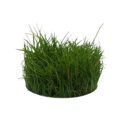 AnimalstoreXL Eleocharis Parvula in vitro bakje nr 41