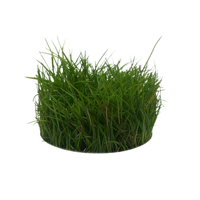 AnimalstoreXL Eleocharis Parvula in vitro bakje nr 41