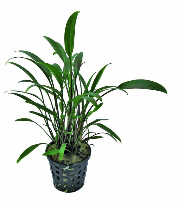 AnimalstoreXL Cryptocoryne Amicorum