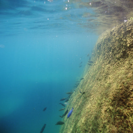 AnimalstoreXL Pronovo Malawi Grano M 1000ml