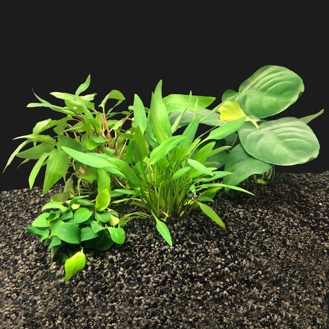 AnimalstoreXL Plantenpakket Extra Small 1