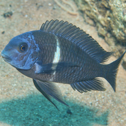 AnimalstoreXL Pronovo Malawi Grano M 1000ml