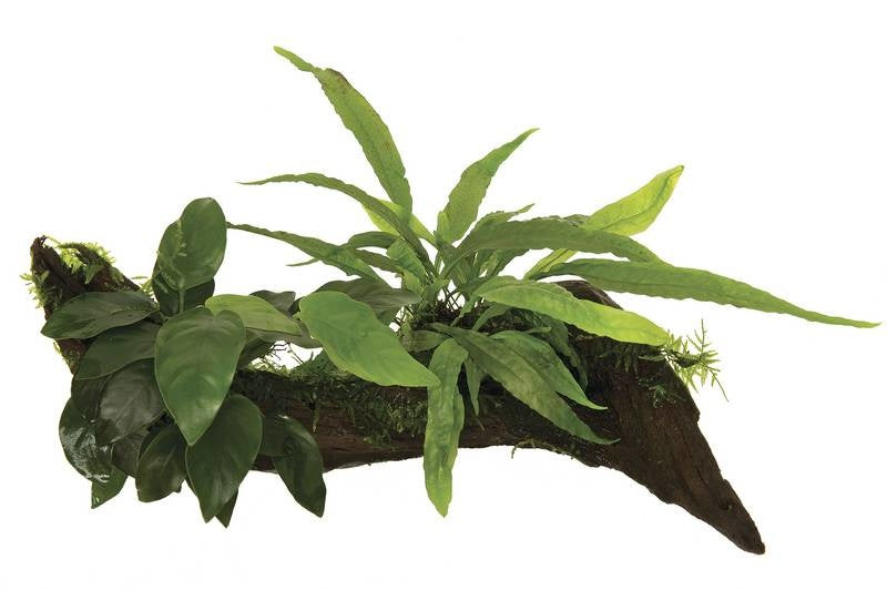 AnimalstoreXL Wood Anubias micros & mos - Small