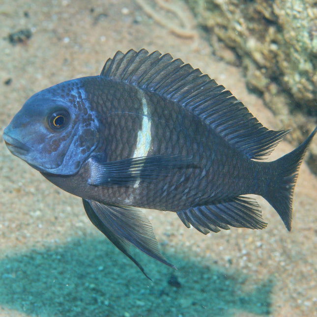 AnimalstoreXL Pronovo Malawi Grano M 250ml Click