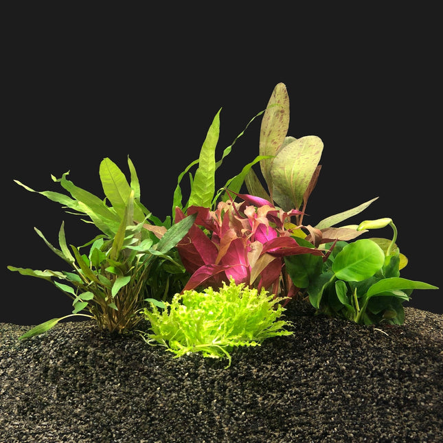 AnimalstoreXL Start 30 Tropical Kit Zwart Compleet