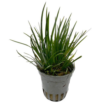 AnimalstoreXL Energie besparen plantenpakket aquarium