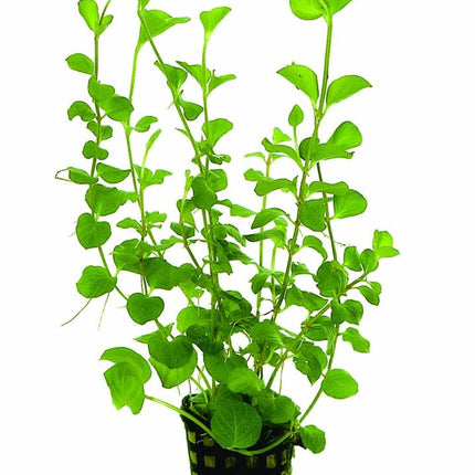 AnimalstoreXL Lysimachia Nummularia Aurea