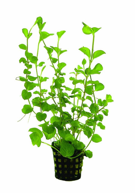 AnimalstoreXL Lysimachia Nummularia Aurea