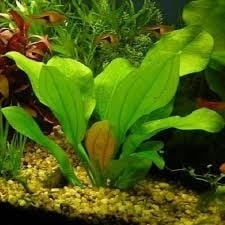 AnimalstoreXL Echinodorus Harbich - Extra Groot