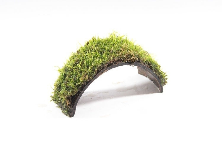 AnimalstoreXL Armband Kokosnoot Met Javamos