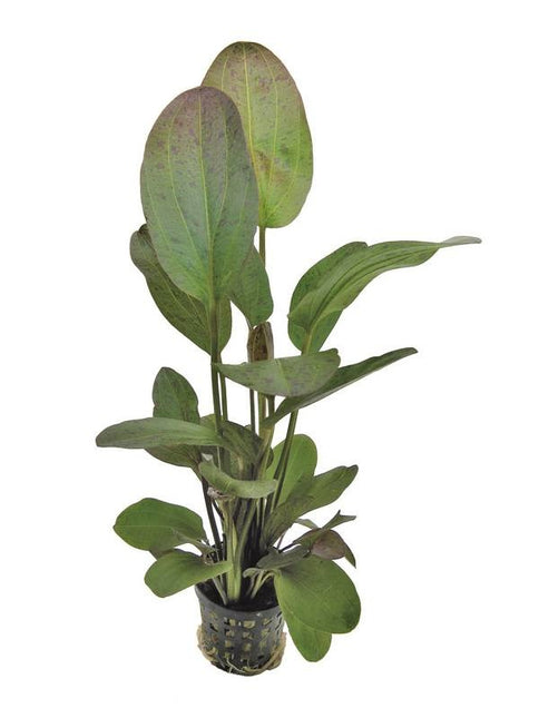 AnimalstoreXL Echinodorus Ozelot Rood - Extra Groot