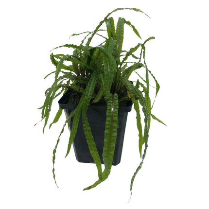 AnimalstoreXL Cryptocoryne Balansae - Extra Groot
