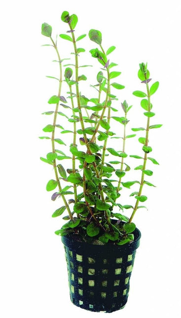 AnimalstoreXL Plantenpakket Rood