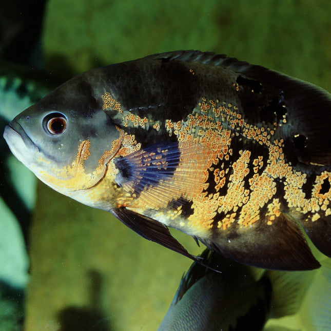 AnimalstoreXL Pronovo Cichlid Grano M 1000ml