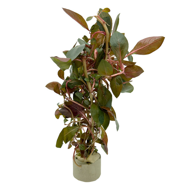 AnimalstoreXL Koud Water Plantenpakket