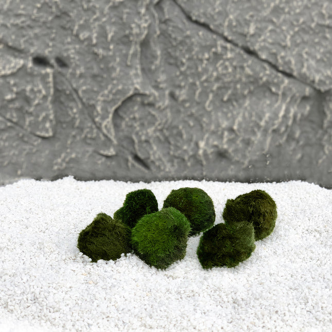 AnimalstoreXL Mosbol Chladoflora SS 2cm 6x