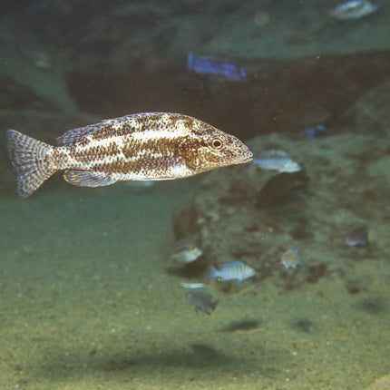 AnimalstoreXL Pronovo Tanganyika Flakes M 1000ml