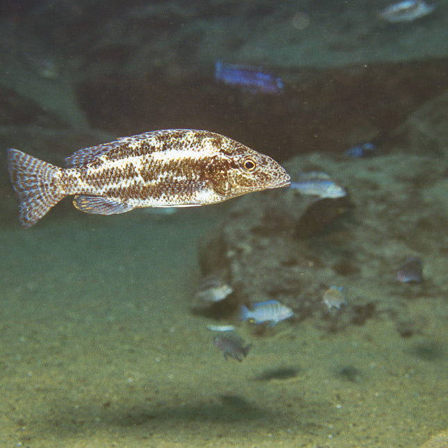 AnimalstoreXL Pronovo Tanganyika Flakes M 1000ml