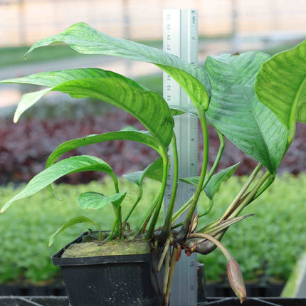 AnimalstoreXL Anubias Heterophylla - Extra Groot