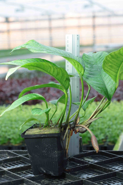 AnimalstoreXL Anubias Heterophylla - Extra Groot