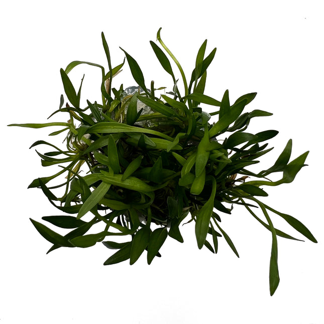 AnimalstoreXL Helanthium tenellum 'Green' in-vitro