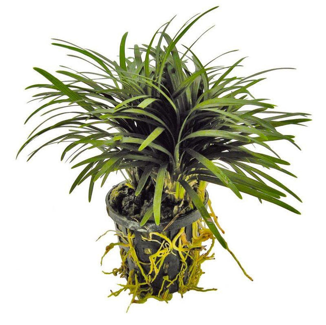 AnimalstoreXL Ophiopogon Kyoto