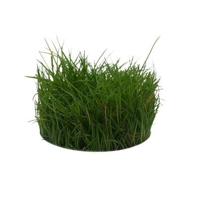 AnimalstoreXL Plantenpakket Garnalen 2