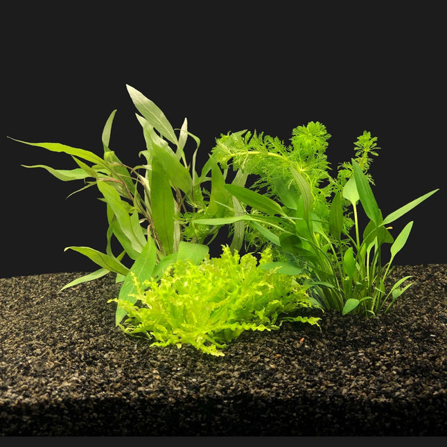 AnimalstoreXL Plantenpakket Azië small