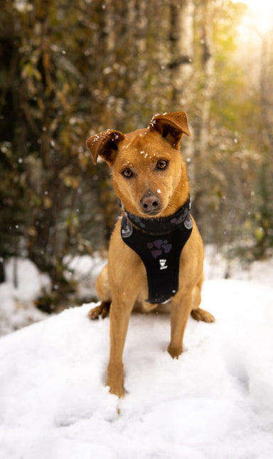 AnimalstoreXL Hurtta - Harness Weekend Warrior Zwart