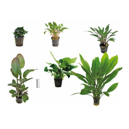 AnimalstoreXL Plantenpakket Easy Large