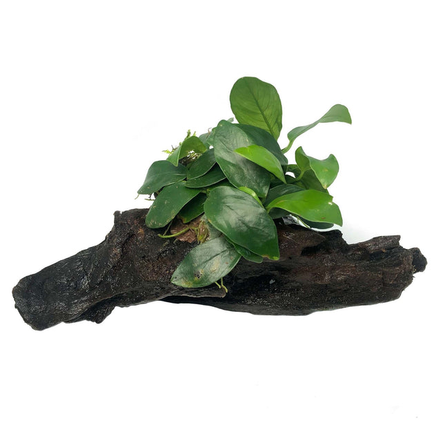 AnimalstoreXL Driftwood XS met anubias