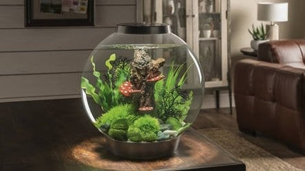 AnimalstoreXL Classic 60 MCR Zwart