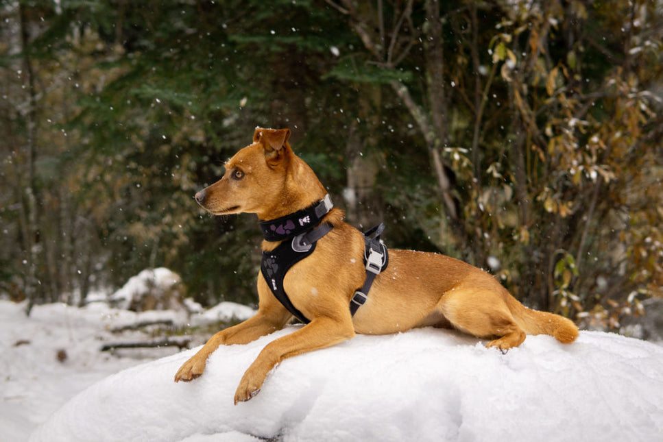 AnimalstoreXL Hurtta - Harness Weekend Warrior Zwart