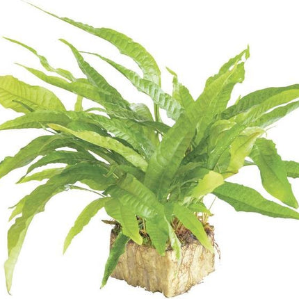 AnimalstoreXL Microsorium Pteropus - Extra Groot