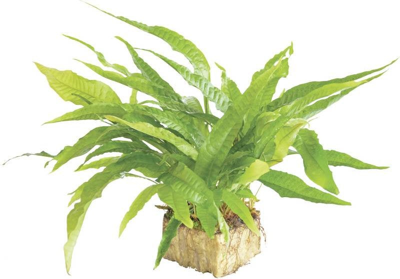 AnimalstoreXL Microsorium Pteropus - Extra Groot