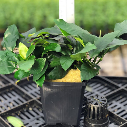 AnimalstoreXL Anubias Nana - Extra Groot