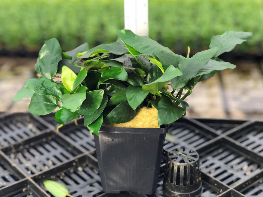 AnimalstoreXL Anubias Nana - Extra Groot