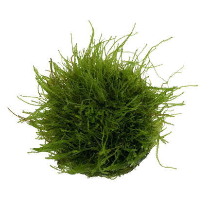 AnimalstoreXL Taxiphyllum sp. Giant in vitro bakje